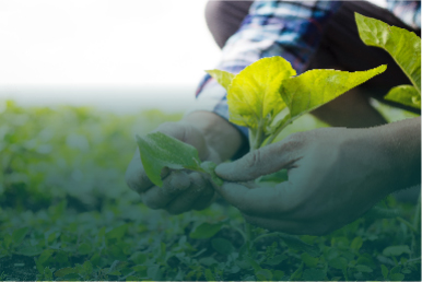 Post Exemplo “Agricultura”